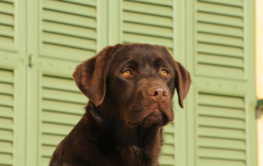 Brown labrador retriever dog portrait.
