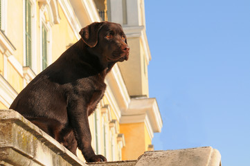 Brown labrador retriever dog portrait.