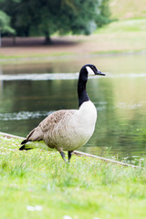 Posing Staring Goose