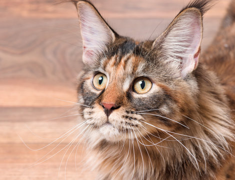Portrait of domestic tortoiseshell Maine Coon kitten. Fluffy kitty in room at home. Close-up photo adorable curious young cat looking away.