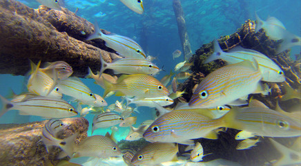 Pesci Tropicali in armonia