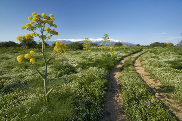 Kretische Landschaft mit Riesenfenchel bei Aptera (Chania) 