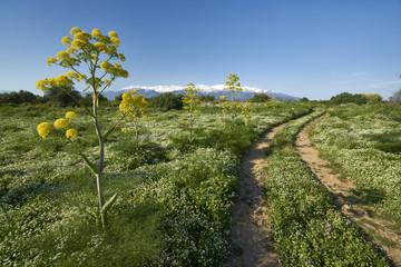 Fototapeta na wymiar Kretische Landschaft mit Riesenfenchel bei Aptera (Chania) 