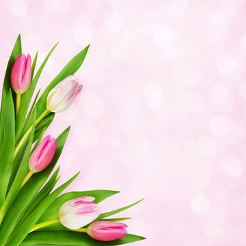 Pink and white tulip flowers background