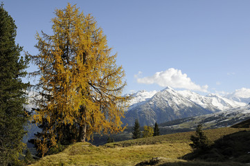 Bergwald im Herbst