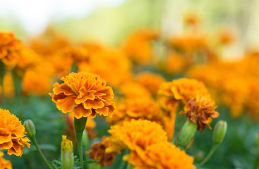 Natural background of marigold flower in the field at the park with a blurred backdrop. Tropical flowers. Free space for text and ideas.