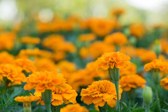 Natural background of marigold flower in the field at the park with a blurred backdrop. Tropical flowers. Free space for text and ideas.