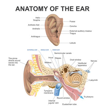 Anatomy of the Ear. Part of human body. Graphic vector.