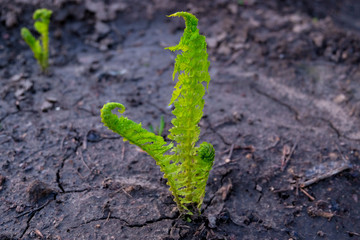Green young fern