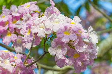 Fototapeta premium Tabebuia flower is summer tree.it is blossom bloom in summer season.it has many color but most of all is pink color.