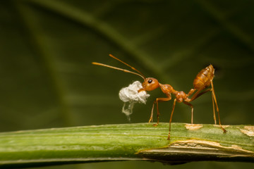 Ant walk on branch/Ant walk/Ant