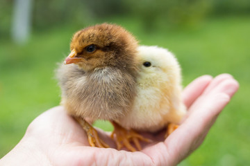 Two little chicken in hand