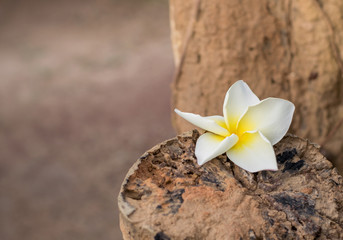 Beautiful a single white frangipani flower on the old stump. Composition of copy space for design...
