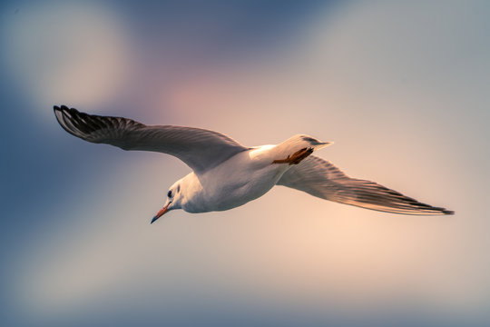 Abstract color background flying seagull