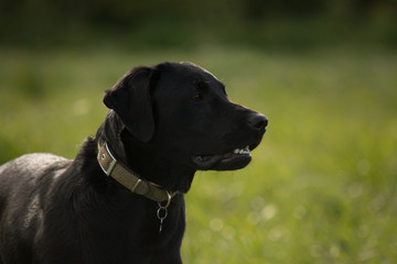Black labrador