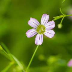 Fototapeta premium Gypsophilia