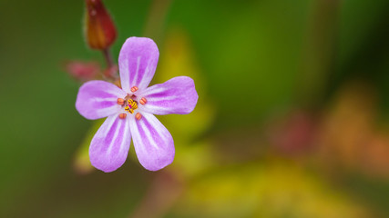 Herb Robert
