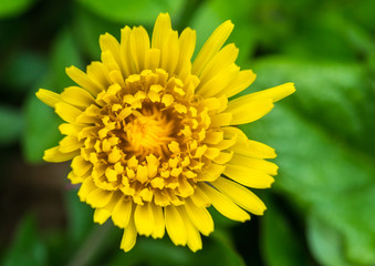 Dandelion Delight
