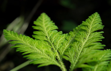 Fern closeup with beautiful brightness