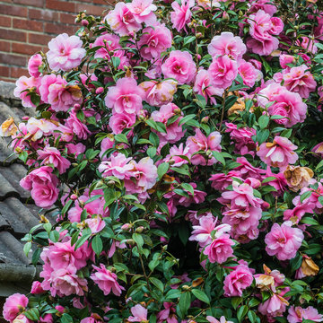 Camellia Bush
