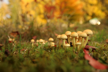 Grünblättriger Schwefelkopf