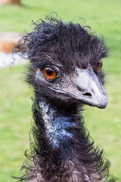 Emu mit Locken