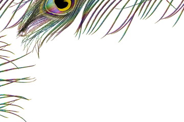 Obraz premium peacock feathers in white background with text copy space