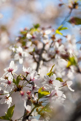      beautiful cherry flower blossom in the spring sakura japan tradition 