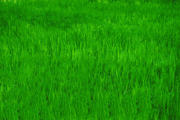 Background of Green Grass