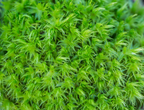 Sand-hill Screw-moss (Syntrichia ruralis ssp. Ruraliformis). Green moss.