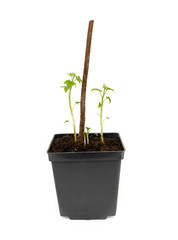 Seedlings of raspberries on a white background