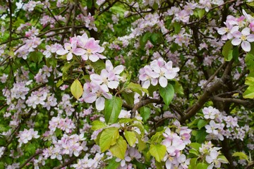 Wiosenne kwiaty © Malgorzata