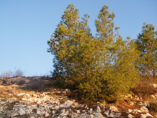 flowers spring nature spring nature