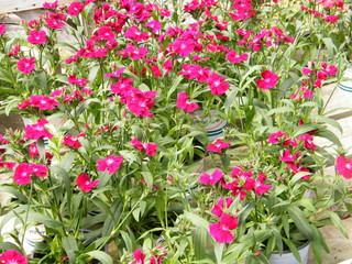flowers spring nature spring nature
