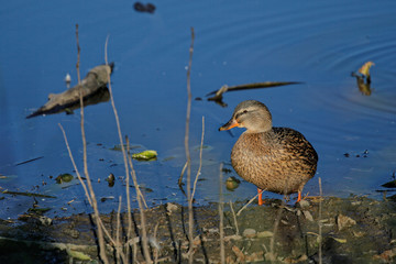 A wild duck stands on the river bank