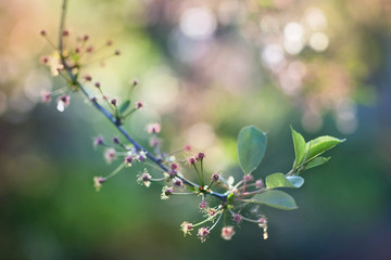 Cherry Blossoms in Spring-
