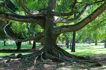 big ficus tree