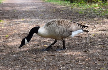 Dzika Gęś - gus © Malgorzata