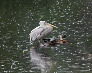 Pelican, tortoise and crow in the rain