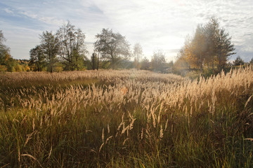 Fototapeta premium Meadow on the background of the sunset