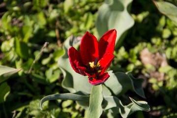 Red tulips on flowerbed in garden