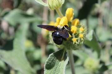 Abeille charpentière sur fleur de buddleia globosa