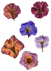 dried pressed colorful petunias isolated