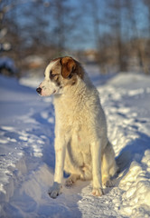A sad dog stands in winter
