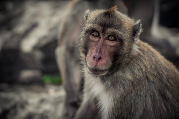 Monkeys portrait Close-up  face.