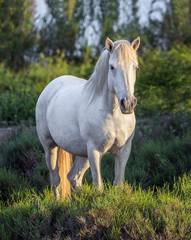 Obraz na płótnie Canvas White Camargue Horse standing in the swamps of the Nature reserve in the Parc Regional de Camargue in the evening - Provence, France