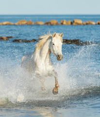White Camargue Horses galloping along the beach in Parc Regional de Camargue - Provence, France - 145975655