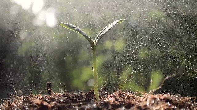 Watering young plant in the morning light , seeding