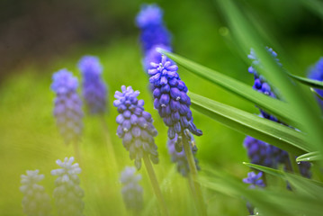 Pretty blue flowers with a green background