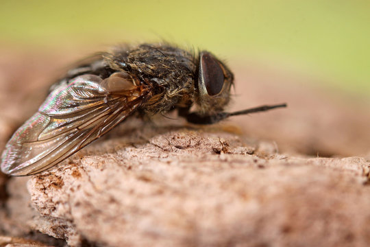 mouche